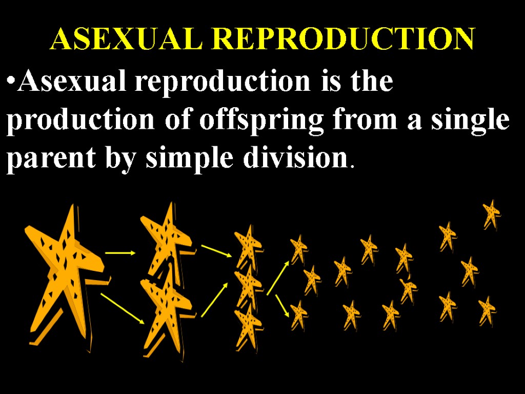 ASEXUAL REPRODUCTION Asexual reproduction is the production of offspring from a single parent by